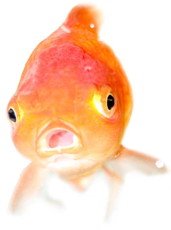 goldfish 貝托魯奇環(huán)形計(jì)時(shí)怪異尖叫臉表盤腕表-復(fù)刻表
